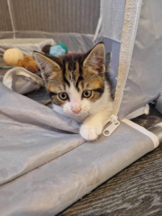 Kitten