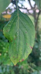 What's this tree?