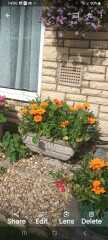 Is someone please able to tell me what the orange flowers are called ?