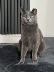 What's best for an old stray?
