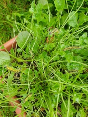 What have you done in the garden today? Part 3