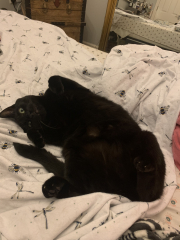 Further Adventures of the Excellent Cats