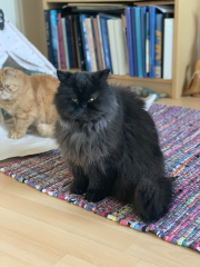 RIP darling Magic/Snorg.