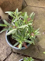 Please help me identify these plants