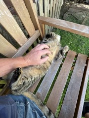 Thug cat part 5 - For he will not do destruction, if he is well-fed, neither will he spit without provocation.