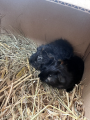 Guinea pigs