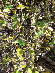 Is this potato blight?