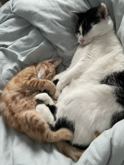 A Very Great Quantity Of Excellent Cats