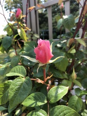 Rose Appreciation Thread