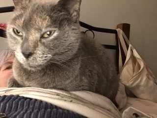What's your pet doing right now?