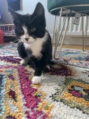 Kitten food to tempt this fussy wee madam