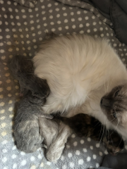 Cat just had kitten help