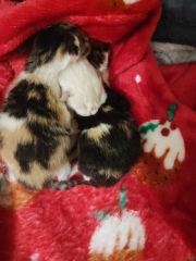 Cat just had kitten help