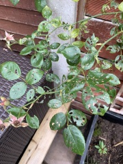 Why does my rose bush look like this?