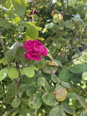 Rose identification