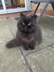 RIP darling Magic/Snorg.