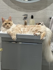 Further Adventures of the Excellent Cats
