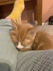 New kitten! He’s adorable but how to stop the biting and claws please?