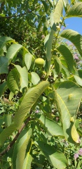 Is this a walnut tree?