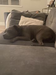 What's your pet doing right now?