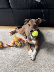 New puppy