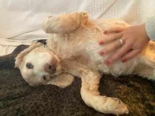 Thread 48- Covid GCSE Cohort - Summer before Year 2 Uni