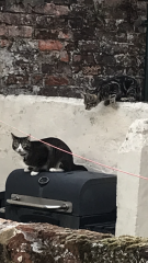 Neighbourhood cats?