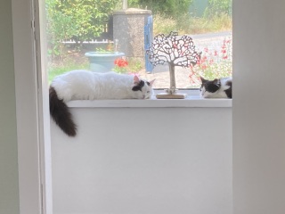 I appear to have cats