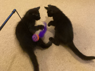 I have just bought a grit bin