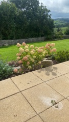 Hydrangea not flowering