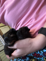 Guinea pigs