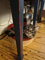 Please help - kitten won't stop chasing the dogs