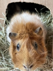 What's your pet doing right now?