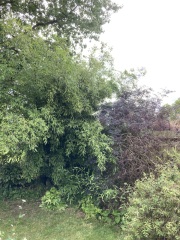 What has happened to my sambucus nigra?
