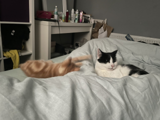 A Very Great Quantity Of Excellent Cats