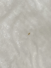 Headlice