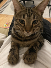 Further Adventures of the Excellent Cats