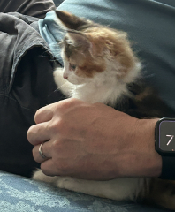 Does anyone want to help me name my new kitten?
