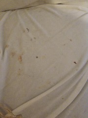 Cat leaving marks - what are they?