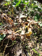 Is this potato blight?