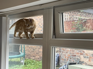 Further Adventures of the Excellent Cats