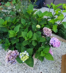 My hydrangea hell