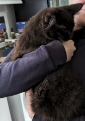 We were definitely not getting another kitten