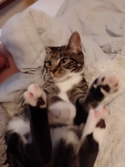 Kitten making me depressed