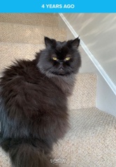 RIP darling Magic/Snorg.