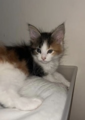 Does anyone want to help me name my new kitten?