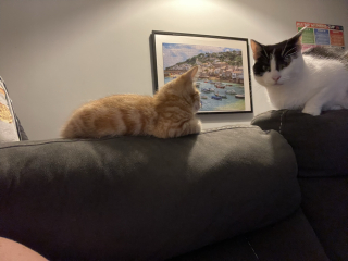 A Very Great Quantity Of Excellent Cats
