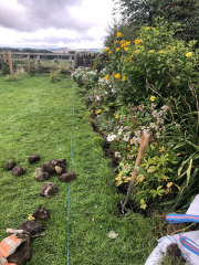 What have you done in the garden today? Part 3