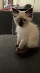 Ragdolls