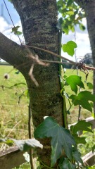 What's this tree?